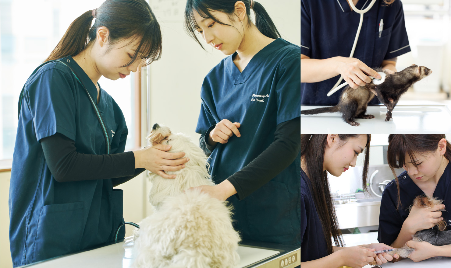 国家資格『愛玩動物看護師』について | 専門学校ビジョナリーアーツ 東京校