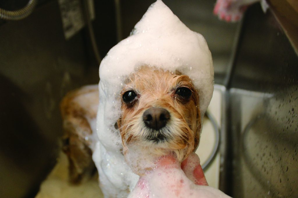 📌ワンコのシャンプー