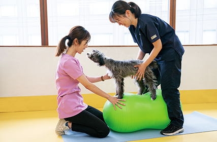 動物園飼育員専攻 | ペット学科 | 専門学校ビジョナリーアーツ