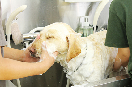 動物看護専攻 | ペット学科 | 専門学校ビジョナリーアーツ 東京校